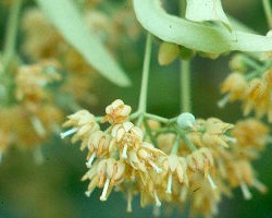 TilleulLeavesSeeds